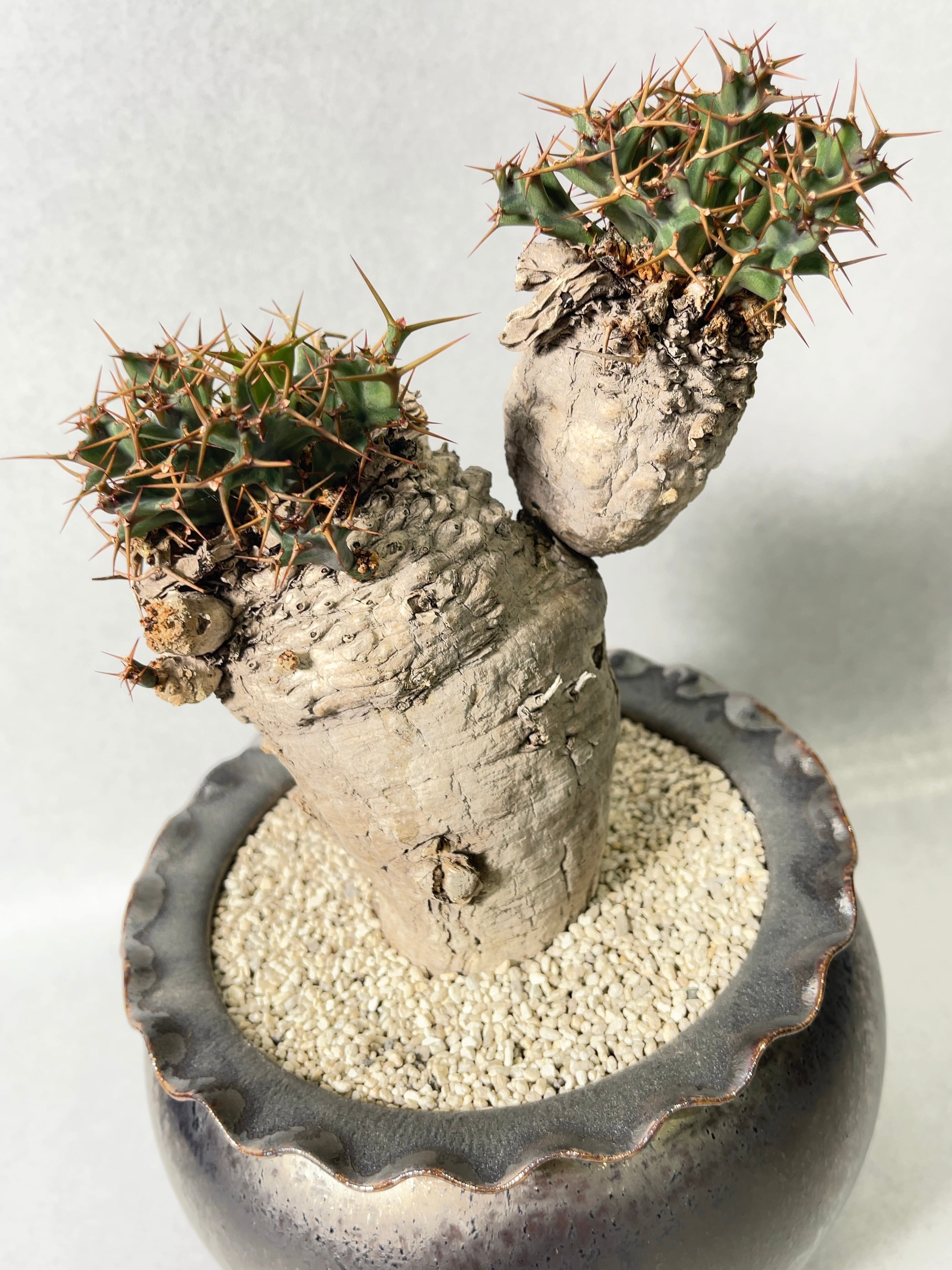 ユーフォルビア・クラビゲラ | trigger