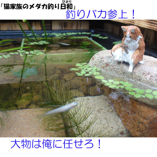 高さの有るビオトープ 80L トロ舟＆木枠セット（棚付き） ハウス・小屋