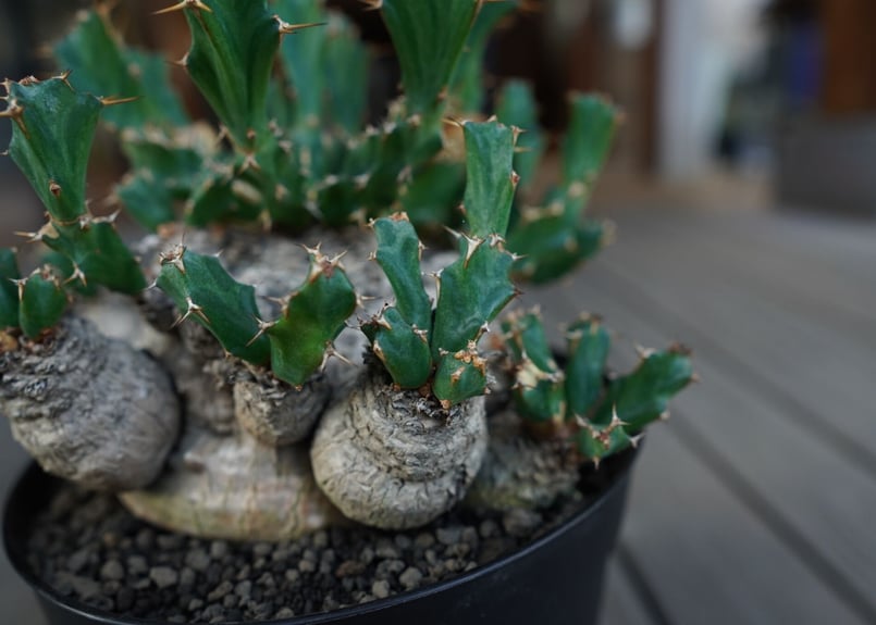 ユーフォルビア クラビゲラ Euphorbia clavigera | mana's farm
