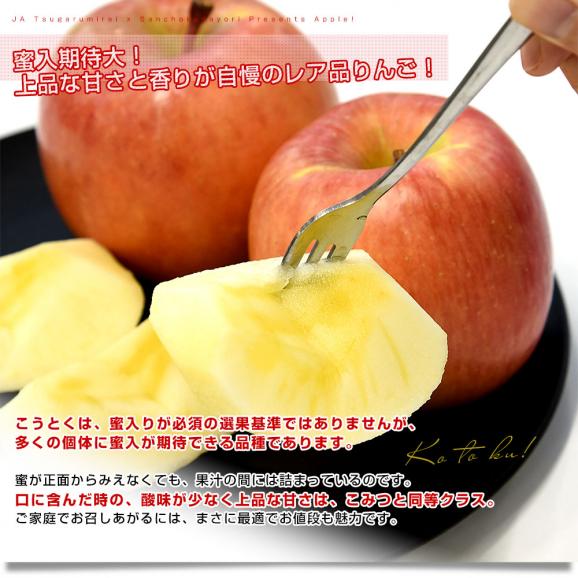 青森産 JA津軽みらい こうとく（高徳） 約1.8キロ (8玉から9玉) 送料